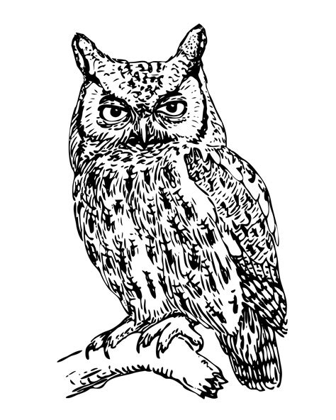 Owl Illustration Clipart Free Stock Photo Public Domain Pictures