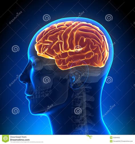 Brain Anatomy Cartoon Vector 51864595