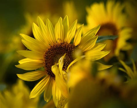 Flowers Sunflower Yellow Free Photo On Pixabay Pixabay