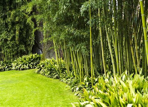 Tall Bushes For Backyard Privacy