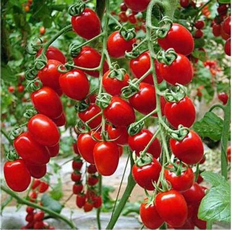 Sweet Cherry Tomato 100 Seeds Non Gmo Etsy Australia