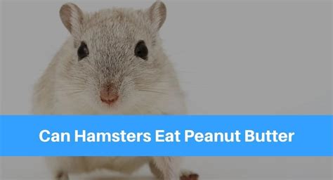 It is a notably popular snack that we love to eat and very healthy for us. Can Hamsters Eat Peanut Butter? - Petsolino