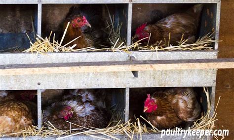 A Complete Guide To Chicken Nesting Boxes