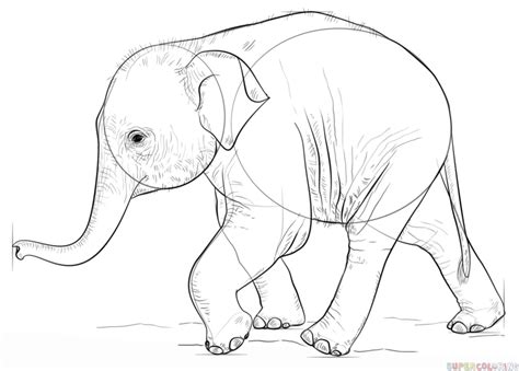 How To Draw A Baby Elephant Step By Step Drawing Tutorials