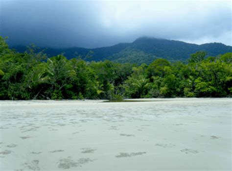 7 Hutan Tertua Di Dunia Salah Satunya Dari Indonesia