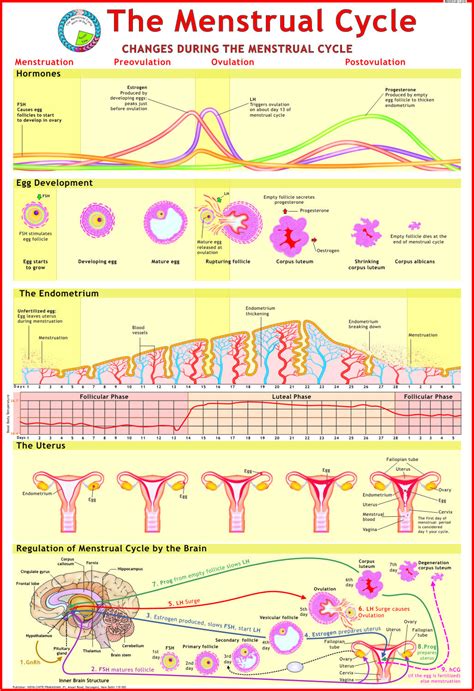 Menstrual Cycle Chart At Rs 150pieces मानव के फिजियोलॉजी चार्ट