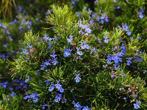 Growing Rosemary How To Plant Harvest And Preserve This Culinary Herb