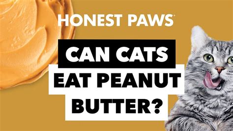 Can Cats Eat Peanut Butter 10 Facts You Need To Know By