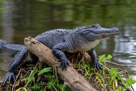 50 Facts About Alligators Less Scary Than We Imagine