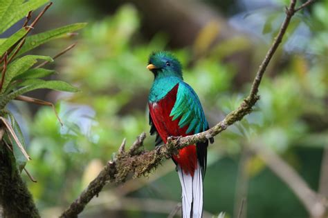 Life In Guatemala Quetzal