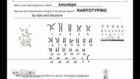 In the human karyotyping gizmo, you will make karyotypes for five individuals. Karyotyping (IB Biology) - YouTube