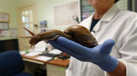 The Invasive Giant African Land Snail Has Been Spotted In Florida The New York Times