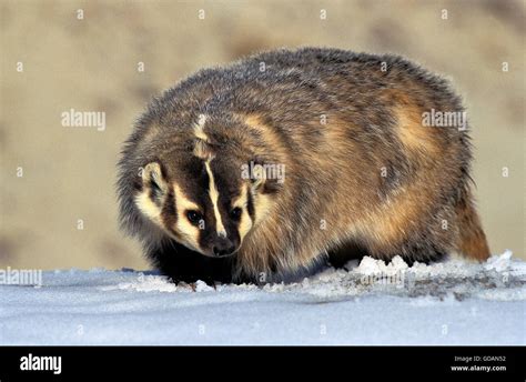 American Badger Taxidea Taxus Adult On Snow Canada Stock Photo Alamy