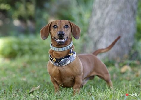 Find a dachshund on gumtree, the #1 site for dogs & puppies for sale classifieds ads in the uk. Dachshund Puppies For Adoption