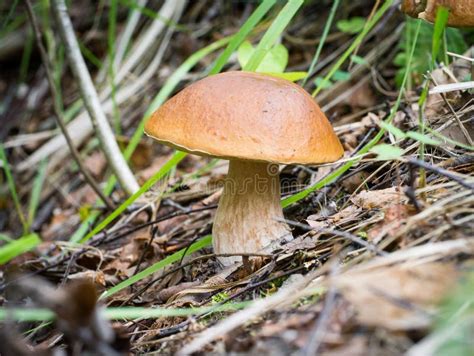 Large Edible Mushroom In The Forest On The Edge Stock Photo Image Of