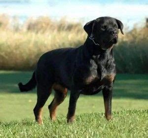 Enjoy watching funny rottweiler puppies in this videos compilation. In Iowa | Rottweiler puppies for sale, Rottweiler puppies, Rottweiler