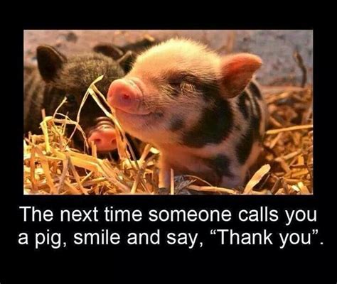 The Next Time Someone Calls You A Pig Smile And Say Thank You This