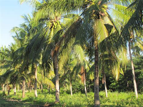 The Coconut Farm Below Ground Appreciating Vital Processes In The