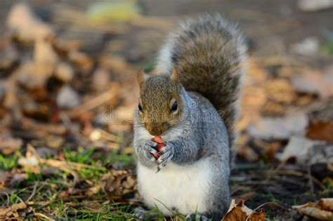 Grey Squirrel Eating Nut Stock Photo Image Of Summer 42487412