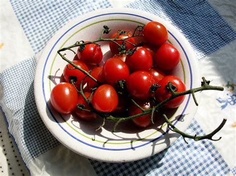 Red Little Tomato Free Photo Download Freeimages