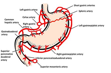 Schematic Illustration Showing The Arteries Supplying The Stomach And