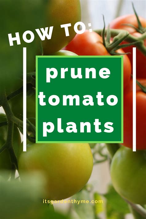 How To Prune Tomato Plants Everything You Need To Know Tomato
