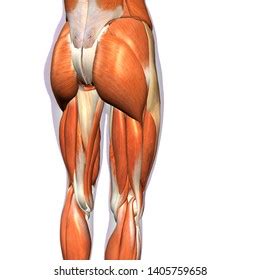 Female Hip Leg Muscles Posterior D Stock Illustration