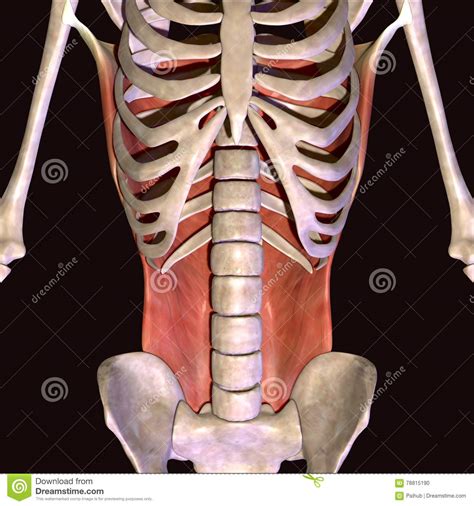 Detailed illustration of human muscles. 3d Illustration Of Human Body Hip Muscles Stock ...