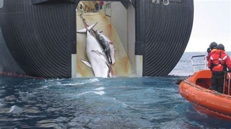 Japanese Fleet Slaughters 333 Whales In Antarctic Expedition Iflscience