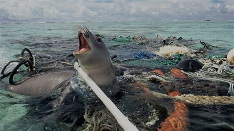 Marine Debris Biodiversity Impacts And Potential Solutions