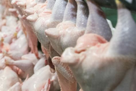 Global Poultrymeat Prices On The Rise Poultry World