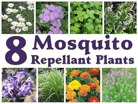 Diy Mosquito Repellant Garden Bed A Boom Life
