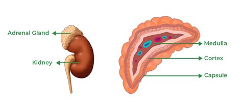 Adrenal Gland Anatomy Functions Clinical Aspects And Faqs