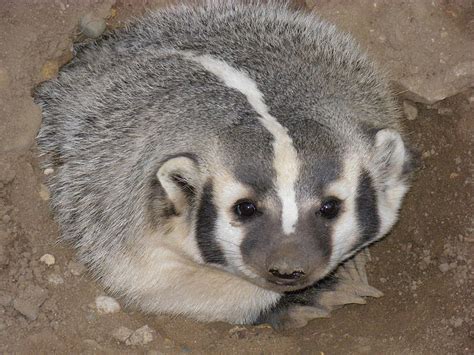 Is The American Badger As Fierce As The Honey Badger