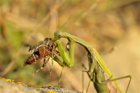 Mantis Religiosa Características Dónde Vive Y Alimentación