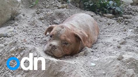 Dog Rescued After Being Found Buried Alive Youtube