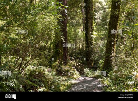 Hollyford Track Fiordland South Island New Zealand Stock Photo Alamy
