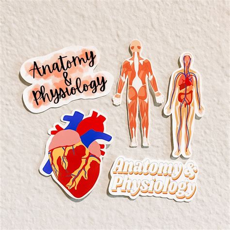 Anatomy And Physiology Sticker Aandp Sticker Gross Anatomy Etsy