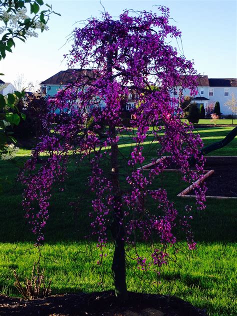 Read on for more information about blue atlas cedar trees and care. Weeping Redbud in bloom! | Garden shrubs evergreen, Garden ...