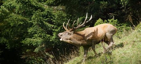 Red Deer Stag Huntaustria Hunting And Fly Fishing In Austria