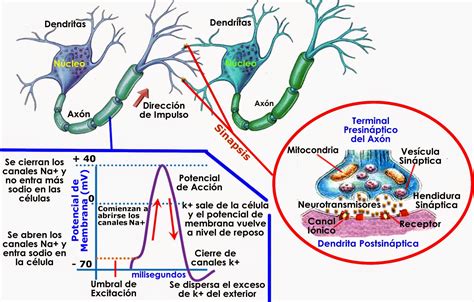 Ciencias Naturales Ceuja Tercero Neurona E Impulso Nervioso