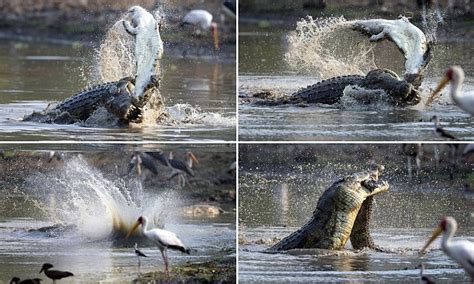 Giant Reptile Devours Smaller Rival After Epic Battle Pictured By Jens