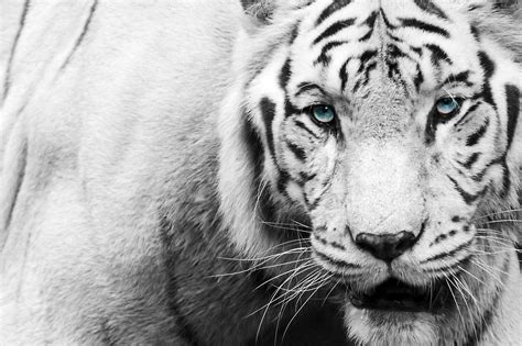 White Tiger Hd Wallpaper