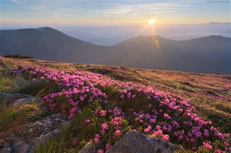 Flowering Carpathians Chornohora Mountain Range · Ukraine Travel Blog