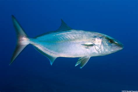 Greater Amberjack Seriola Dumerili Spanglers Scuba