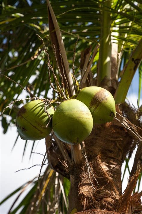 Coconut Palm Tree Cocos Nucifera In Southwest Florida Stock Photo