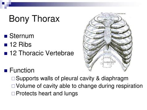Ppt Bony Thorax Powerpoint Presentation Free Download Id7087072