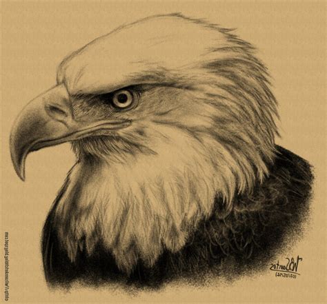 How To Draw A Realistic Bald Eagle Head Art For Kids