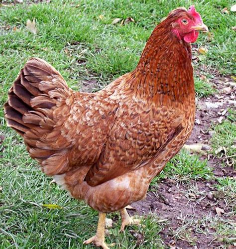Rhode Island Red Sexing Chickens Bantam Chickens Chickens And
