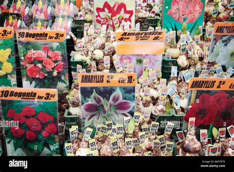 Flower Shop Amsterdam Stock Photo Alamy